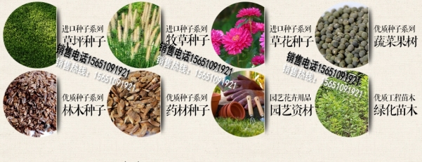 锦葵种子价格及种植方法