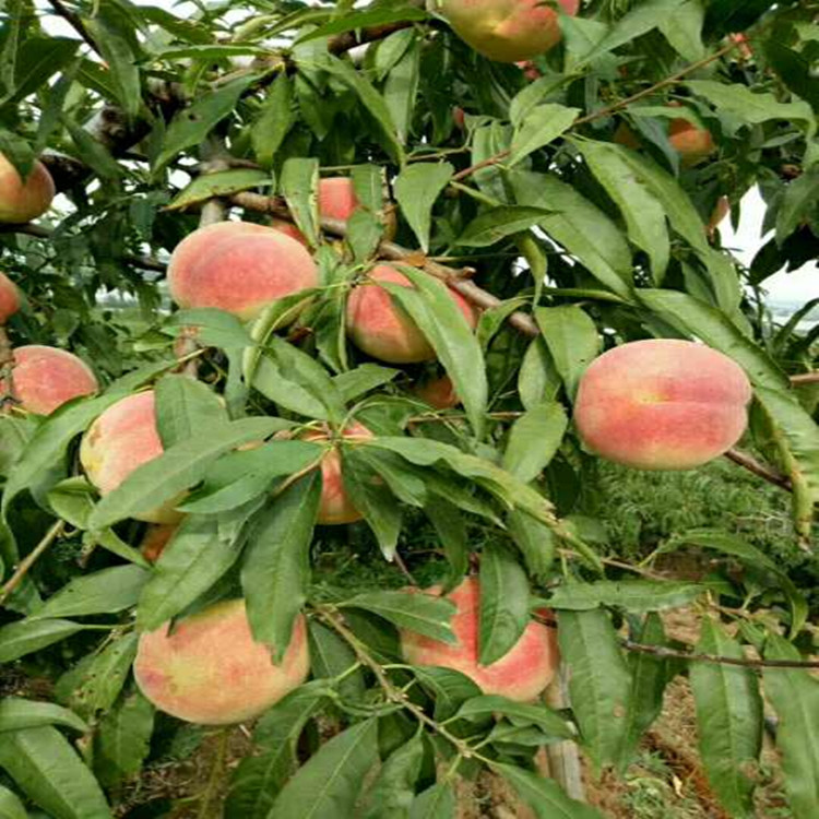 桃树苗价,桃树苗,优质桃树苗_大山谷图库