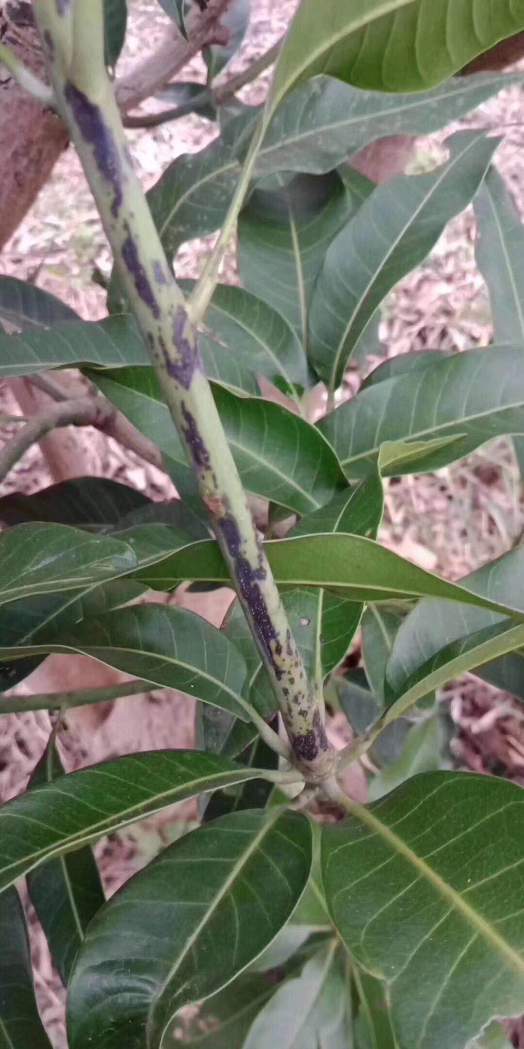 防治芒果细菌性角斑病用什么农药
