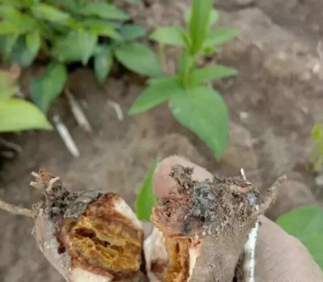 婆婆丁治什么病 5636939628.jpg