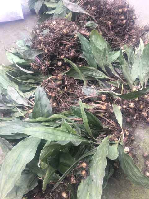 云南山慈姑毛慈姑种苗