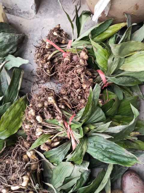 云南山慈姑毛慈姑种苗