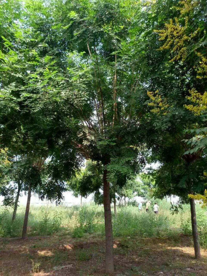 ʲôط۱