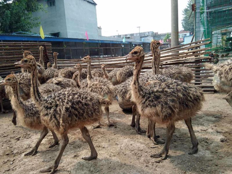 矮马出售全指南：品种选择、价格行情与养殖管理一次讲清