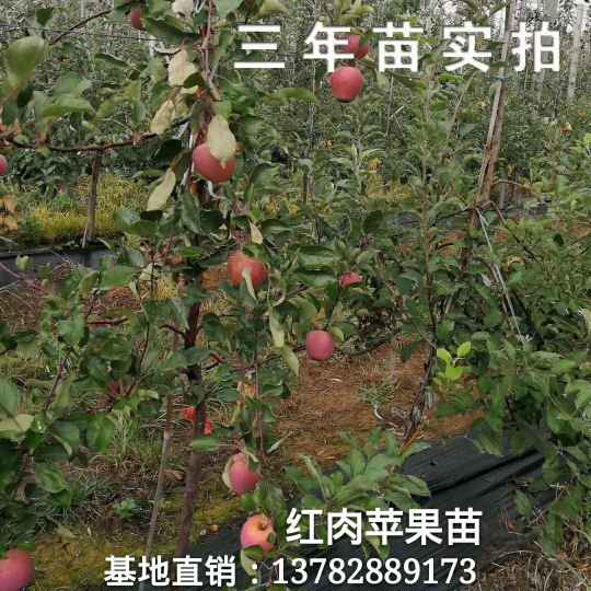 山西果树苗批发基地山西晋城果树苗价格