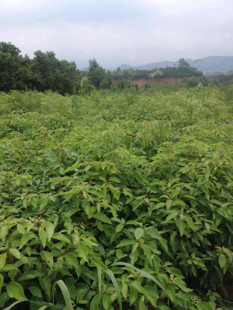 探索神秘东北红豆杉：探寻古老森林的秘密